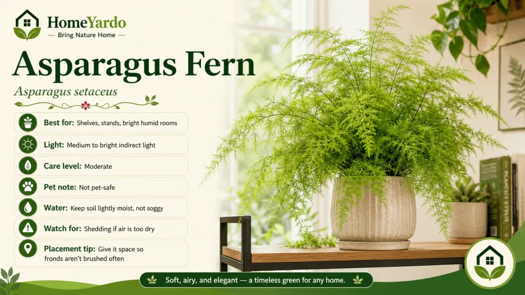 21. Asparagus Fern