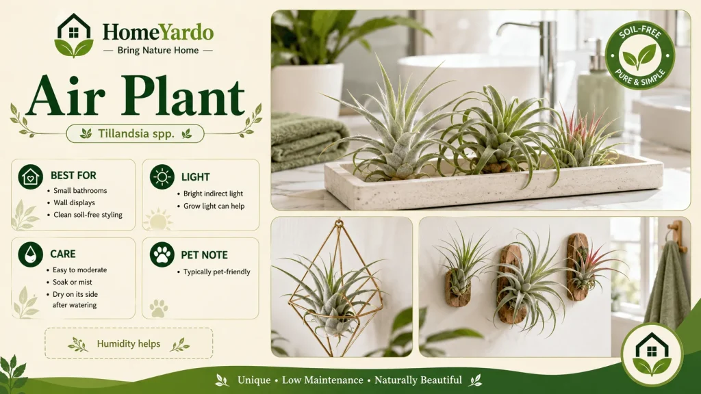 16. Air Plant