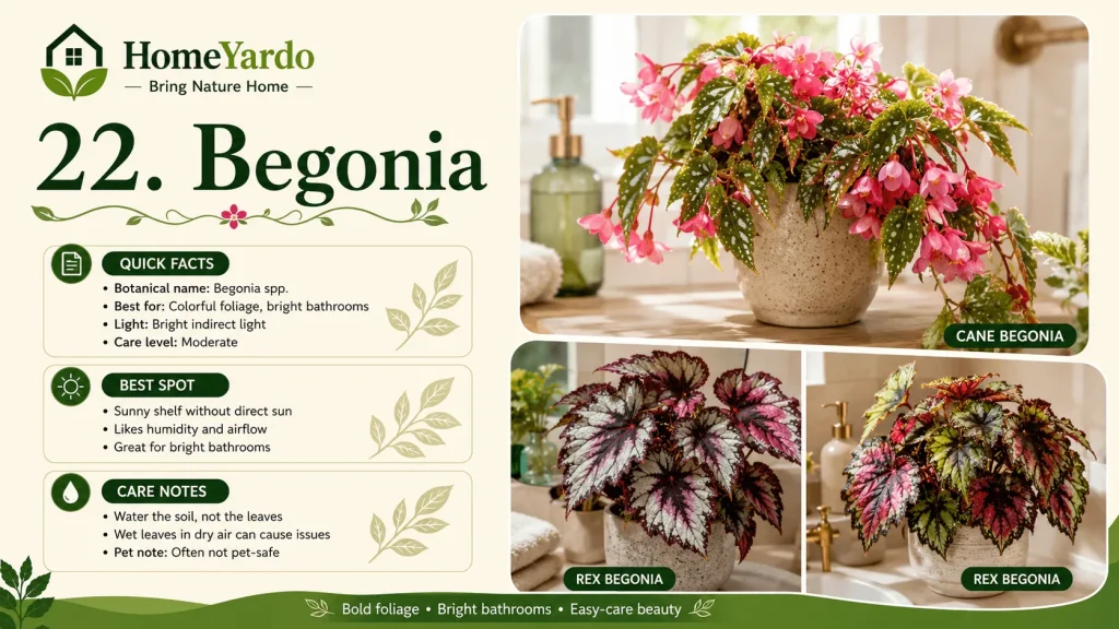 22. Begonia