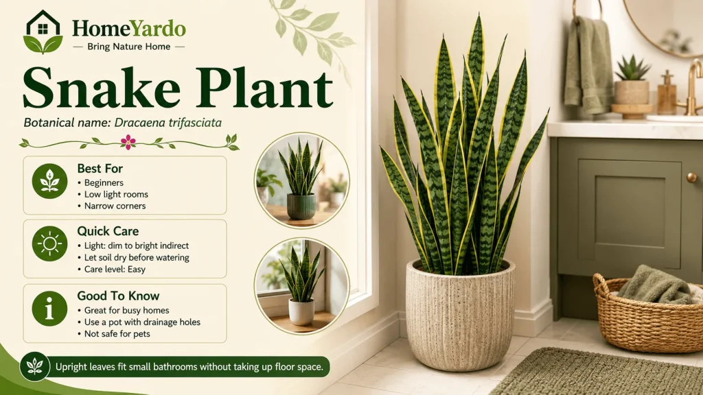 1. Snake Plant