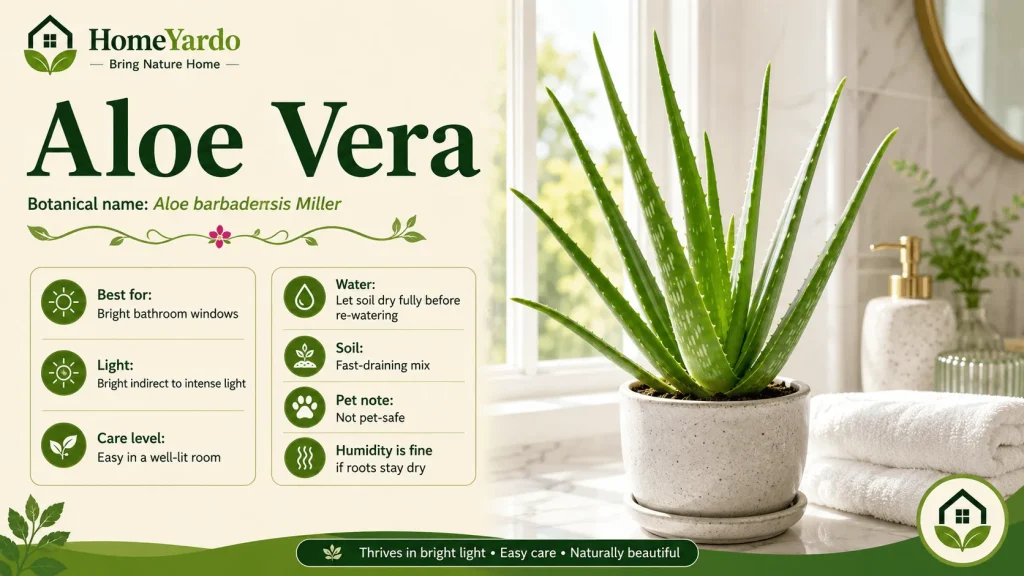 9. Aloe Vera