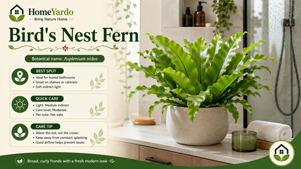 7. Bird's Nest Fern