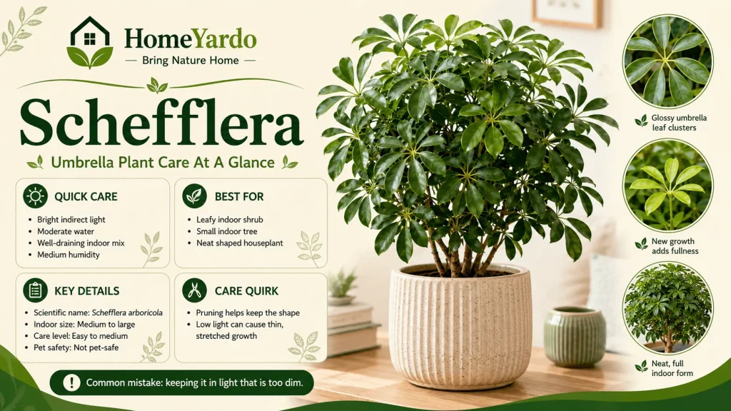 Schefflera