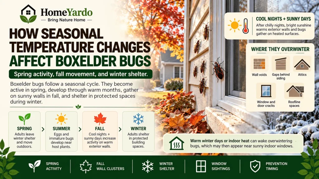 How Seasonal Temperature Changes Affect Boxelder Bugs