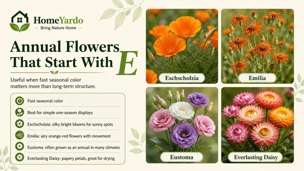 Annual Flowers That Start With E