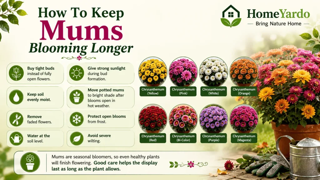 How To Keep Mums Blooming Longer