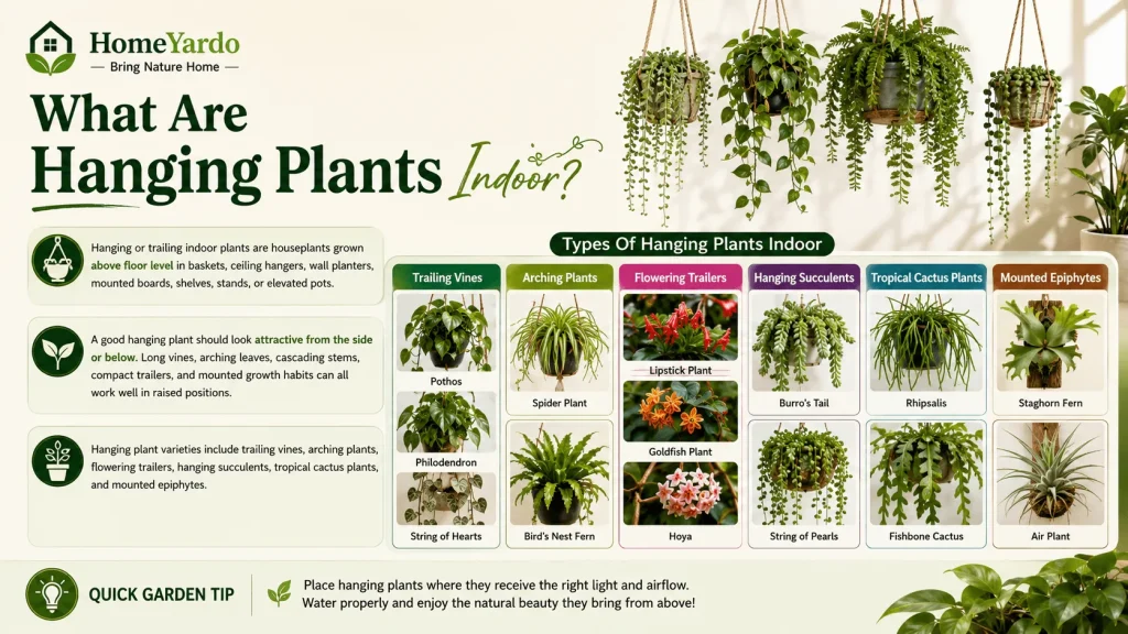 What Are Hanging Plants Indoor?