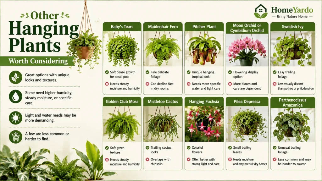 Other Hanging Plants Worth Considering