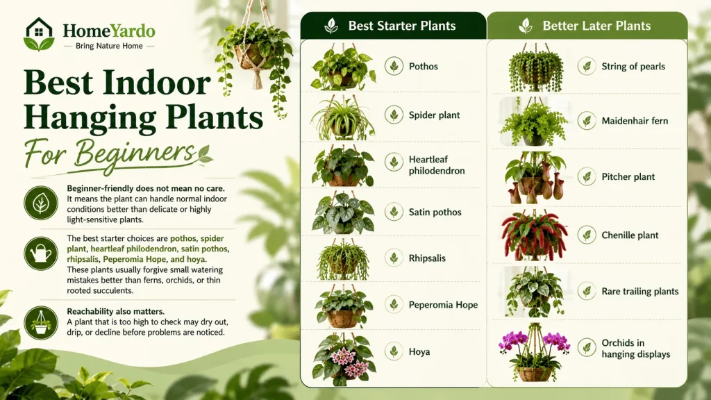 Best Indoor Hanging Plants For Beginners