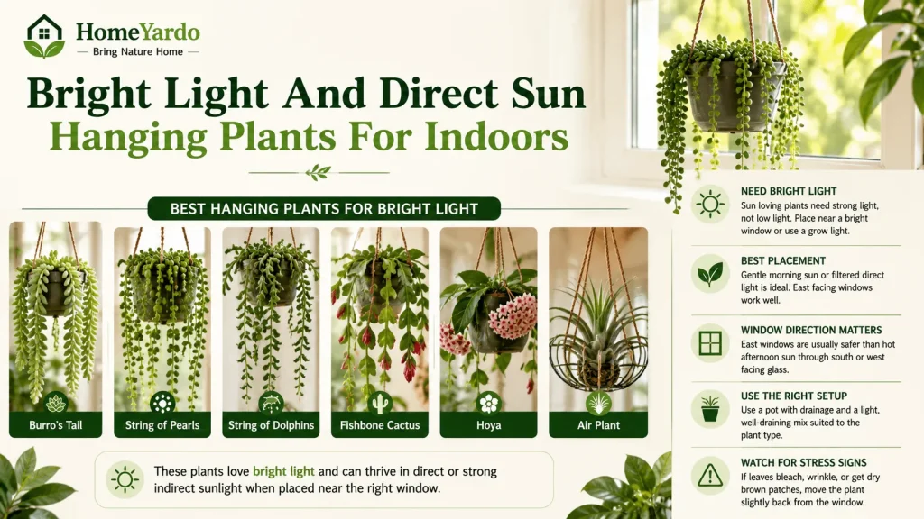 Bright Light And Direct Sun Hanging Plants For Indoors