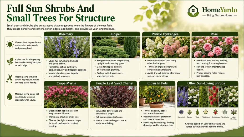 Full Sun Shrubs And Small Trees For Structure