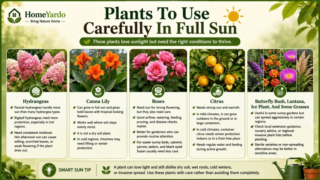 Plants To Use Carefully In Full Sun