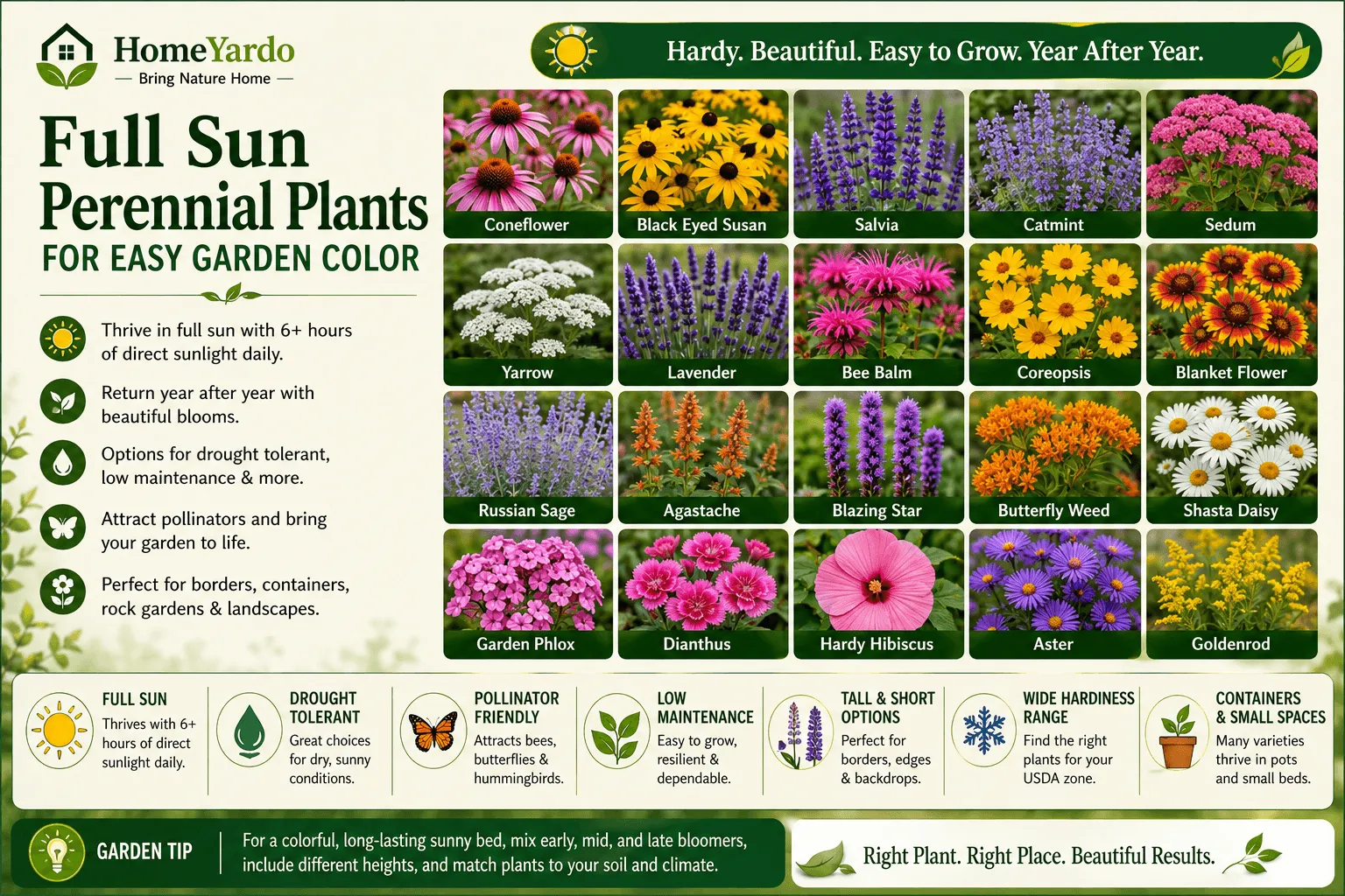 Full Sun Perennial Plants For Easy Garden Color