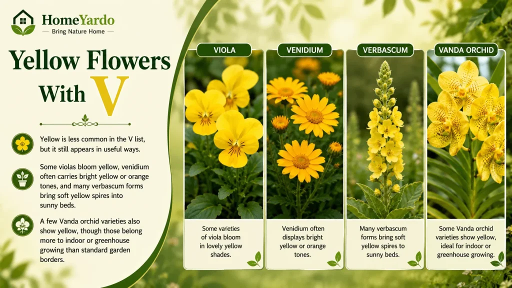 yellow flowers that start with V