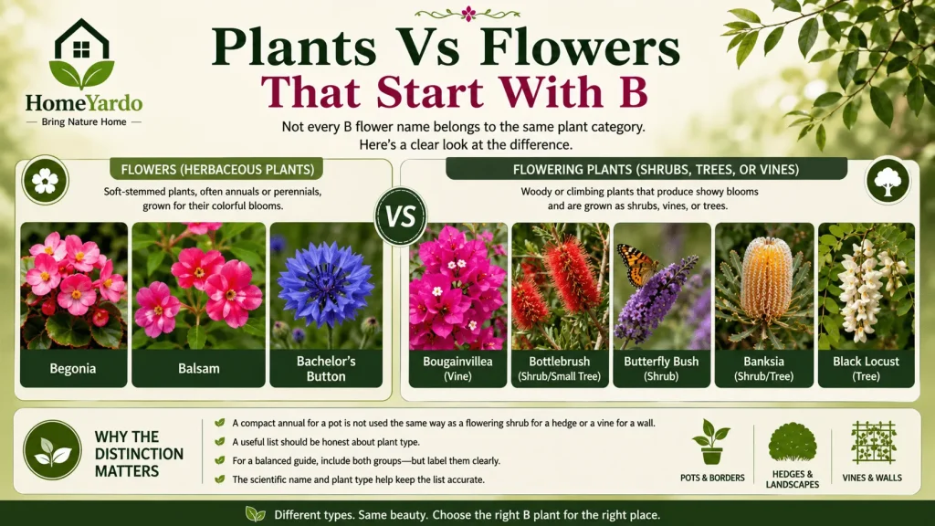 Plants vs flowers that satrt with B