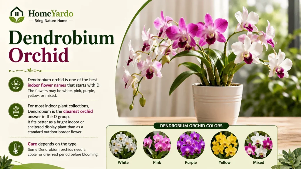 Dendrobium orchid