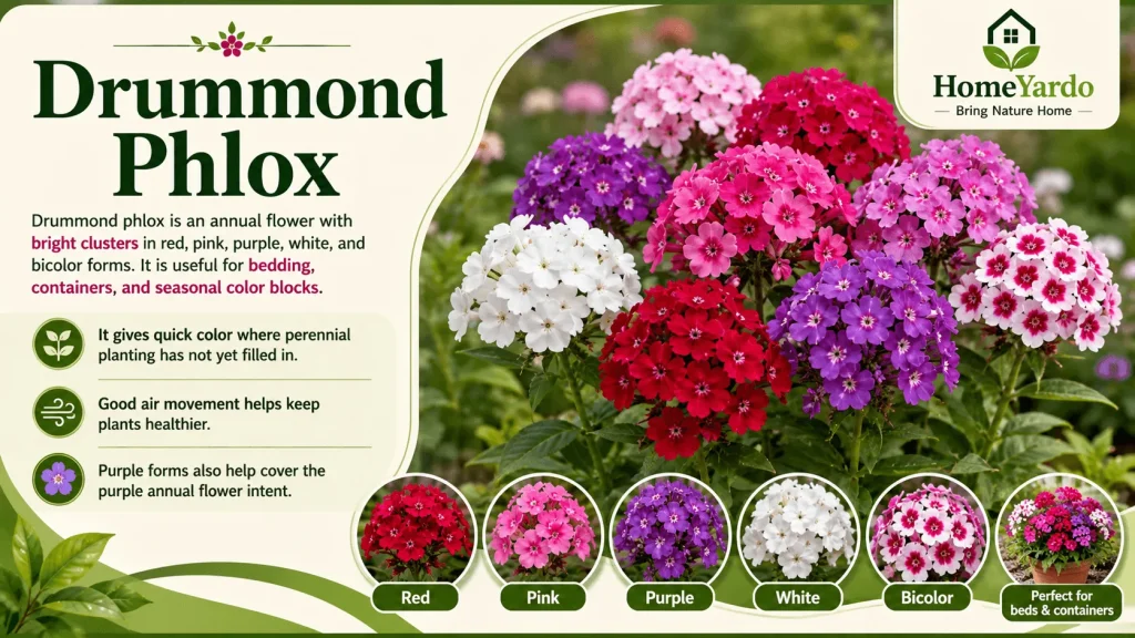 Drummond Phlox