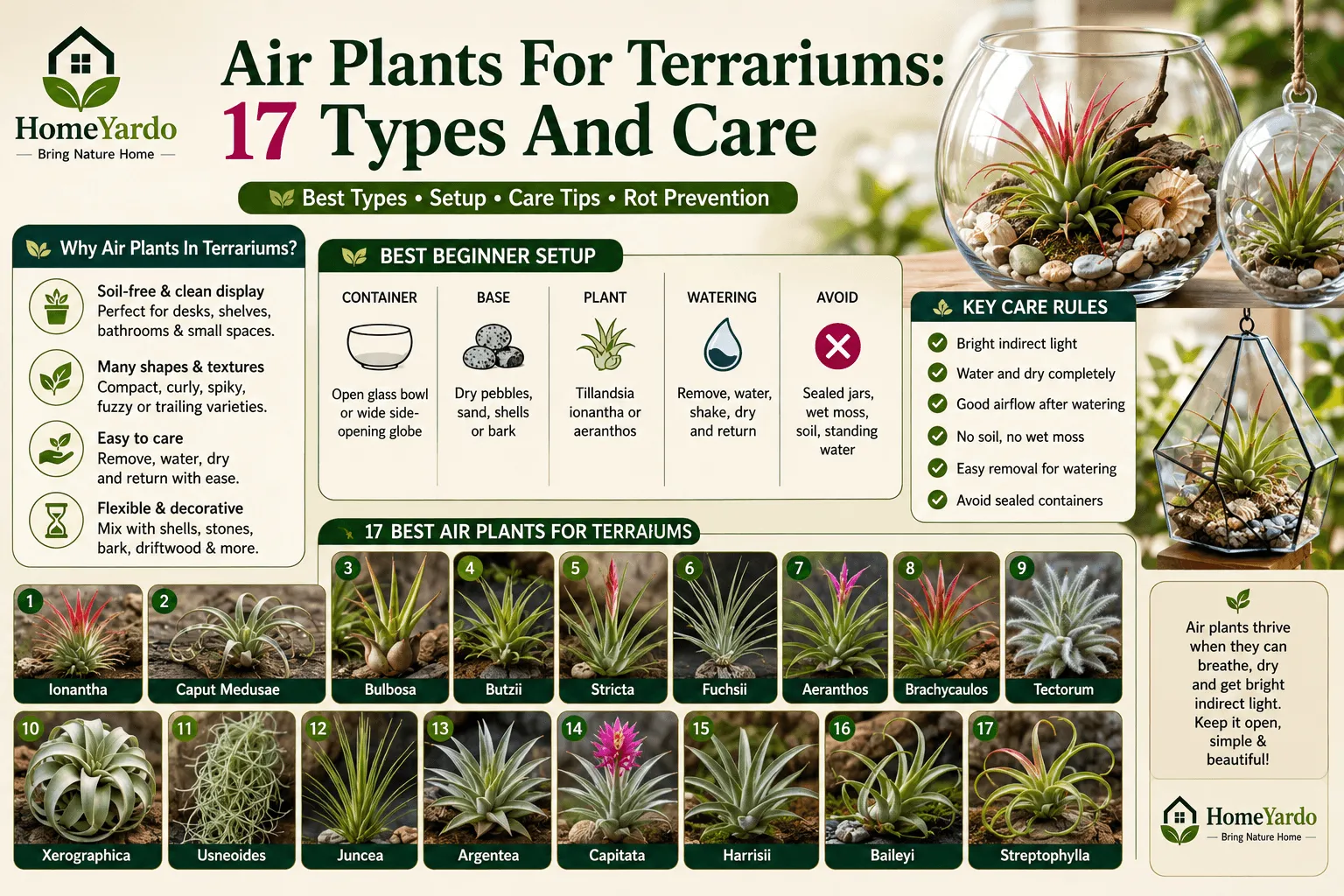 17 Air plants for terrariums