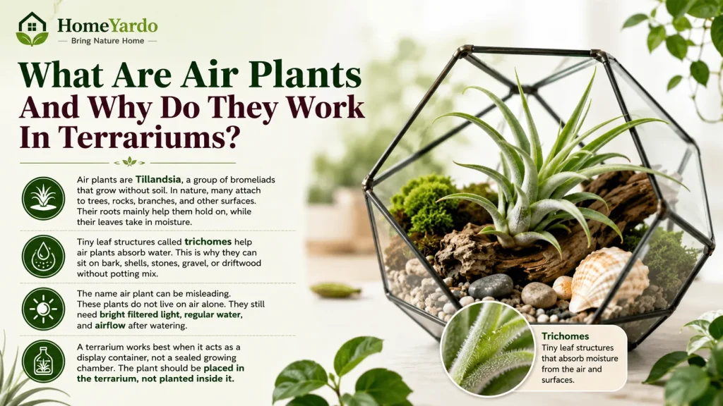 What are air plants ?