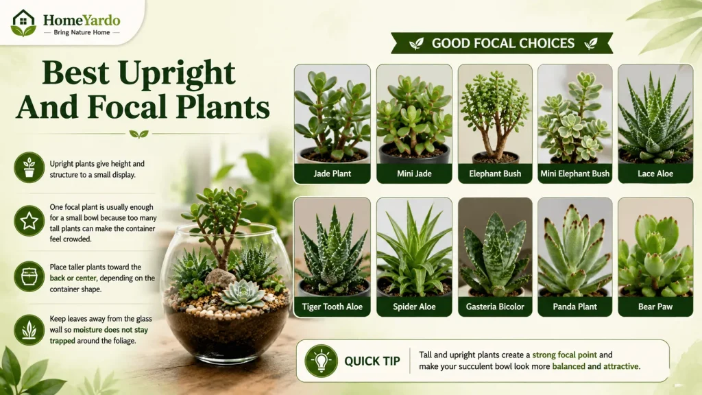 Best Upright and focal plants