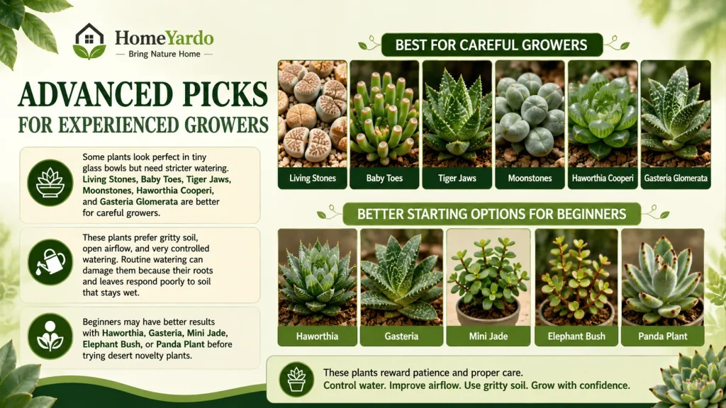 Advanced Picks for experienced growers