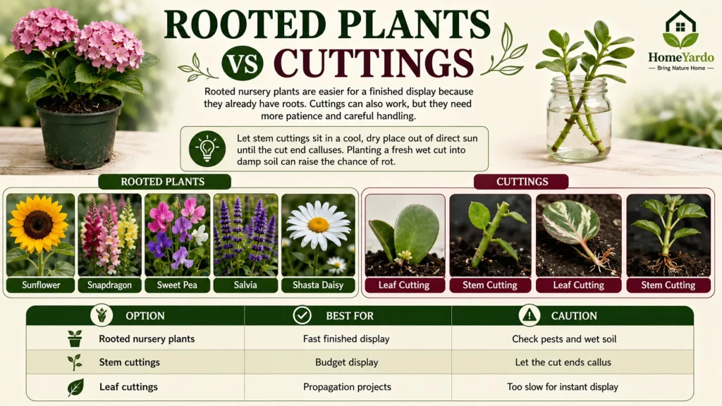 Rooted plants vs cuttings