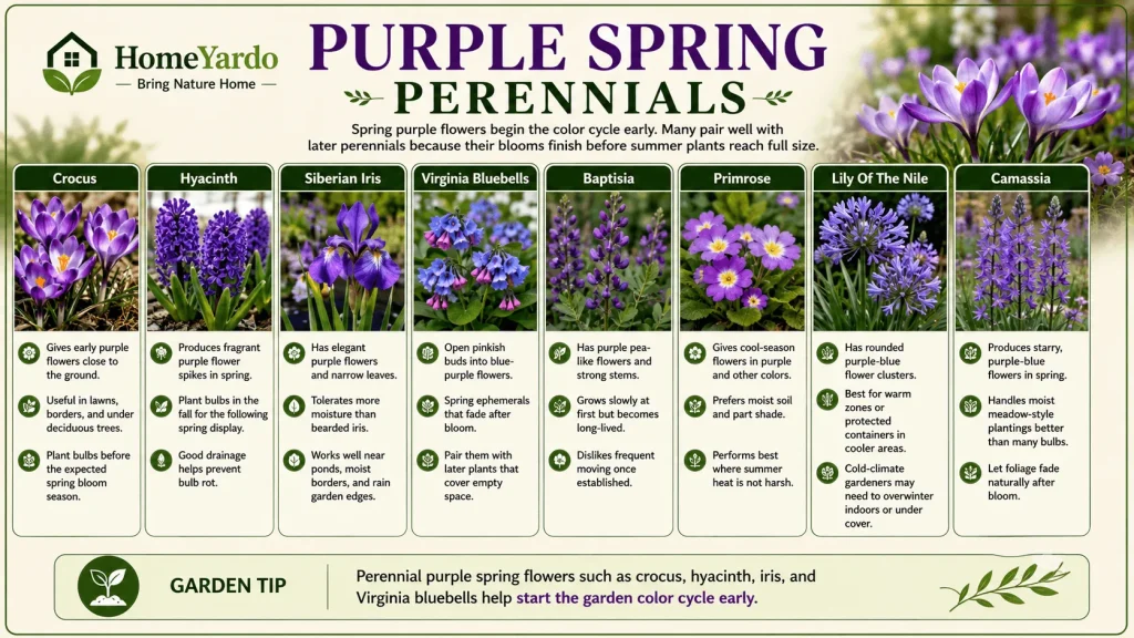 Purple Spring Perennials