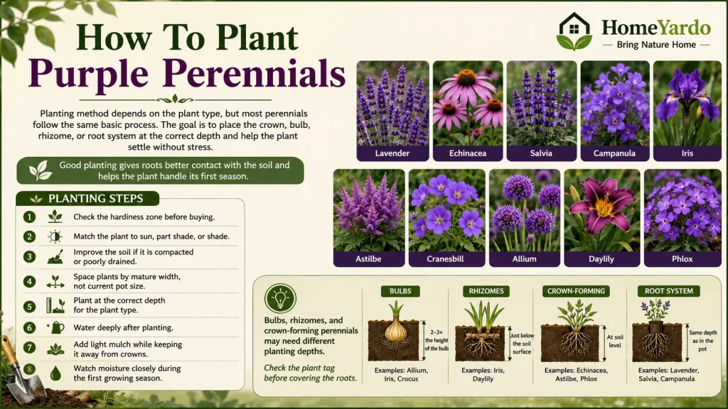 How to plant purple perennials