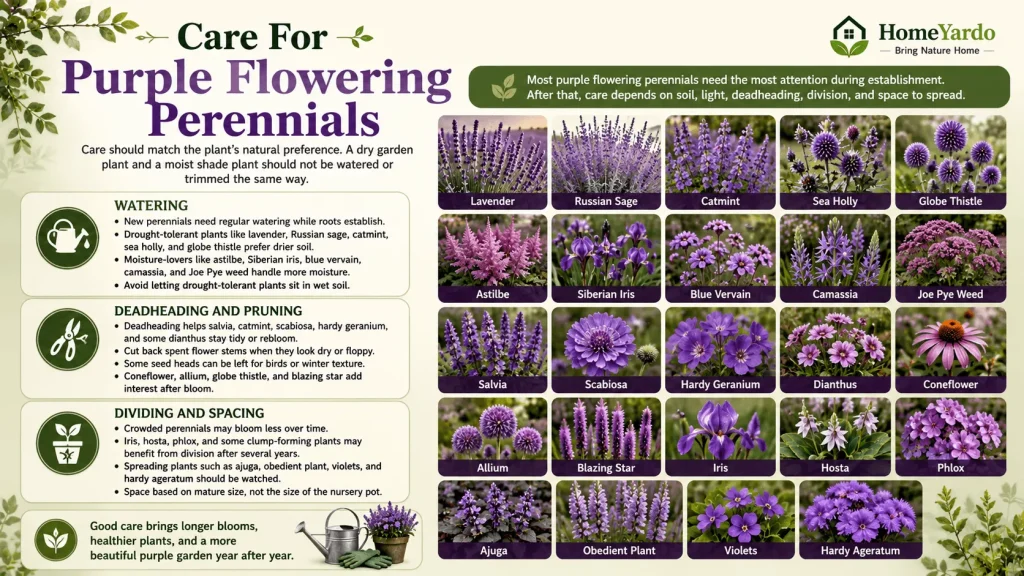 Care for purple flowerings perennials