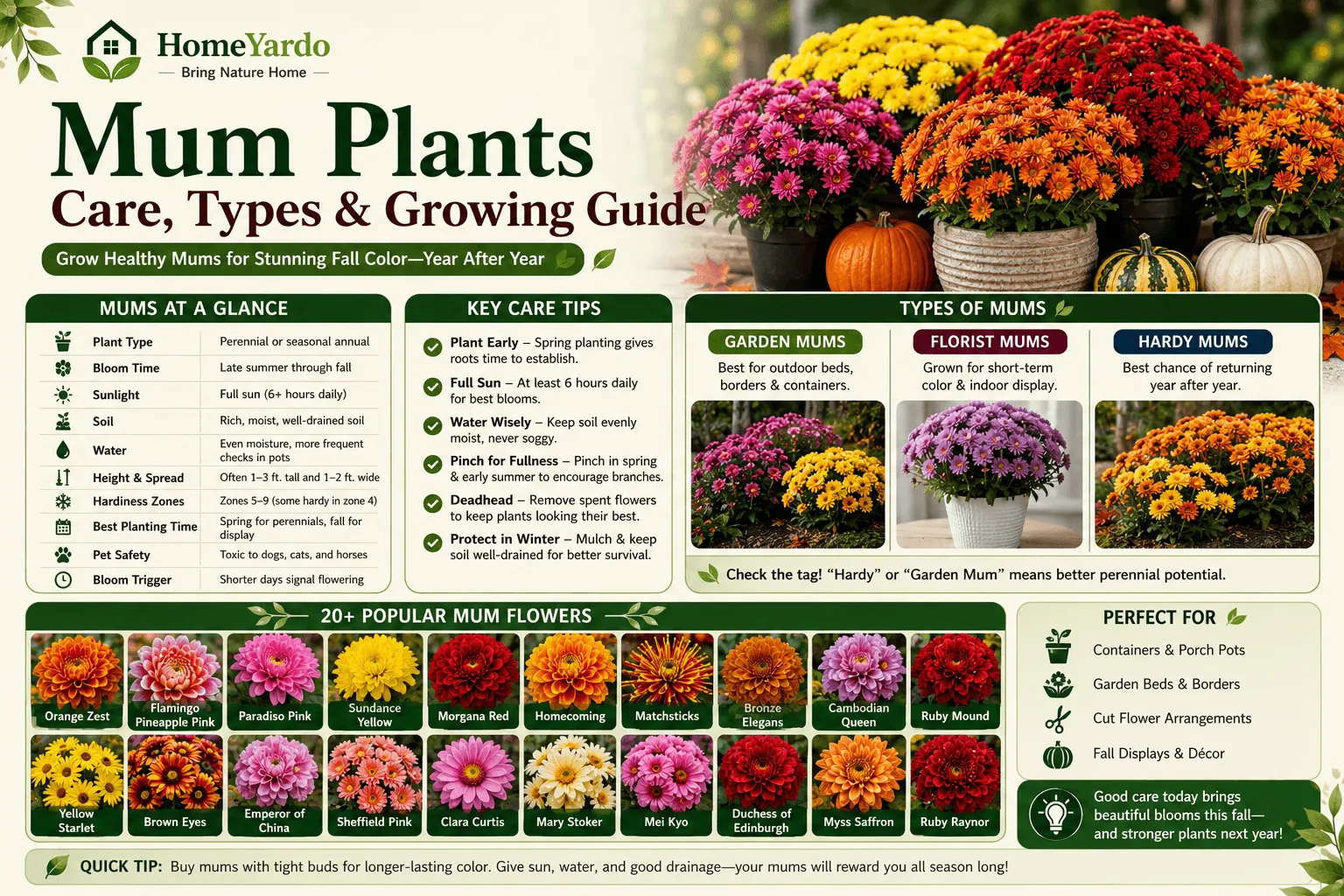 Mum plants