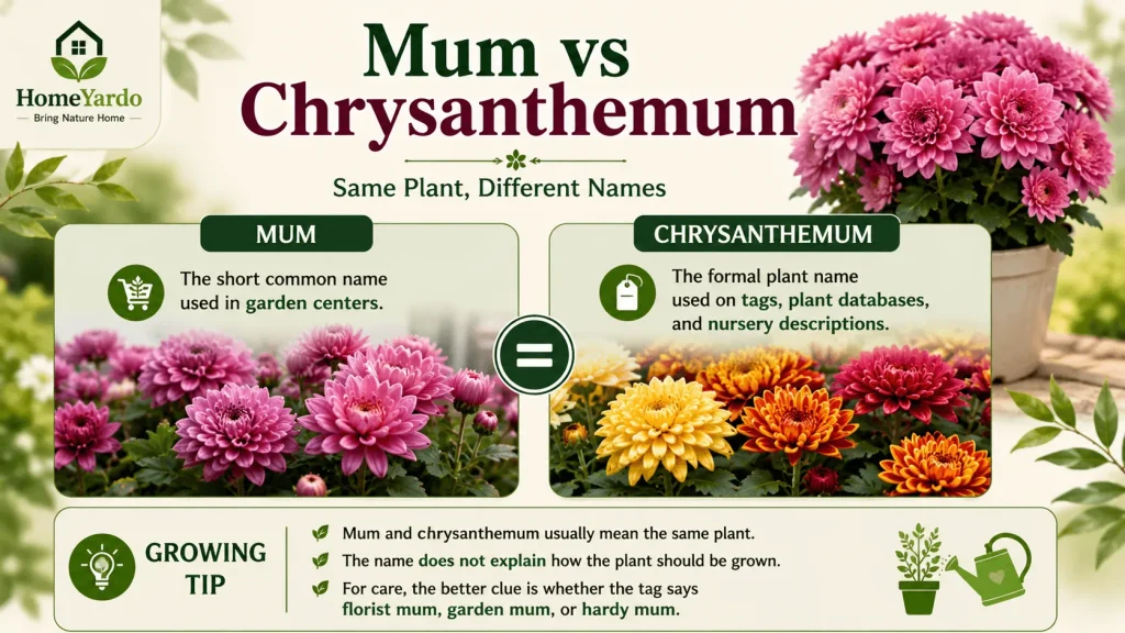 Mum vs Chrysanthemum