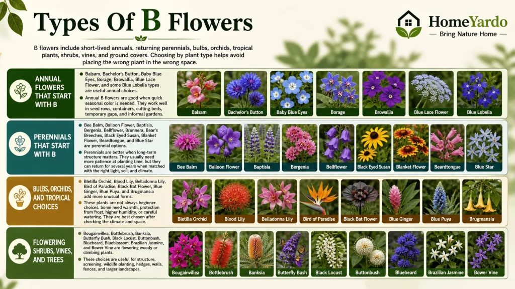 Types of B flowers