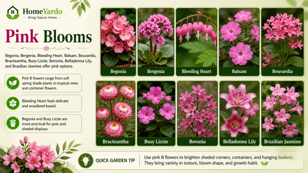 Pink Blooms