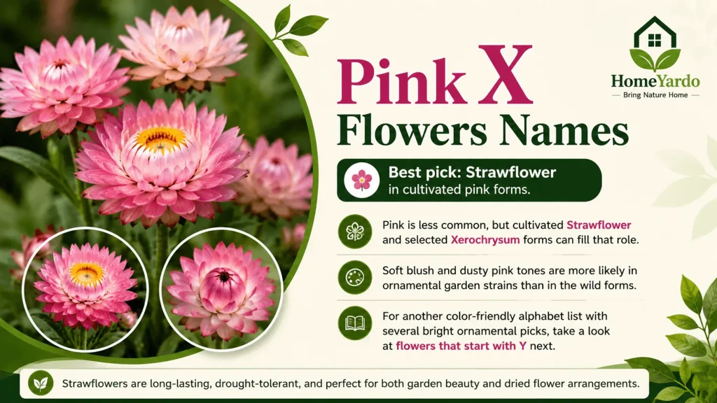 Pink X flower Names