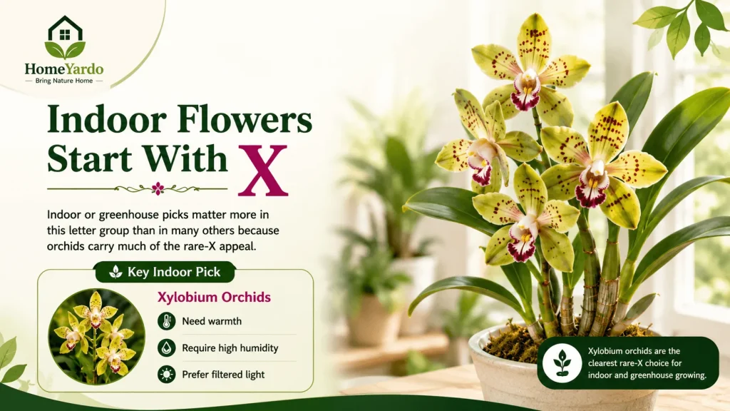 Indoor flowers starting with X