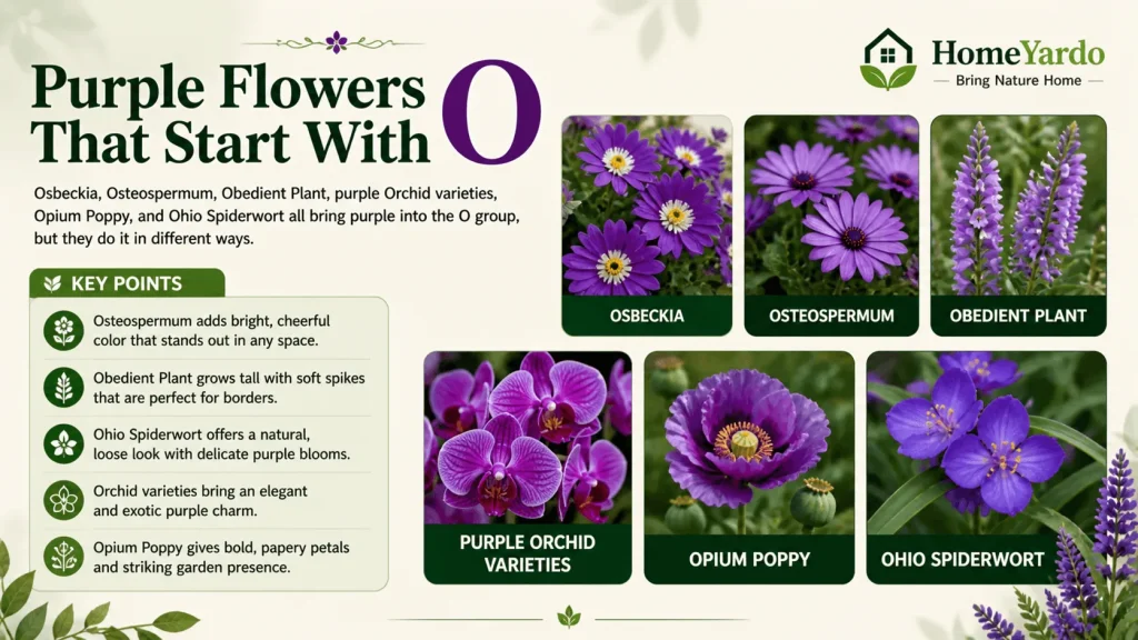Purple flower that start with O