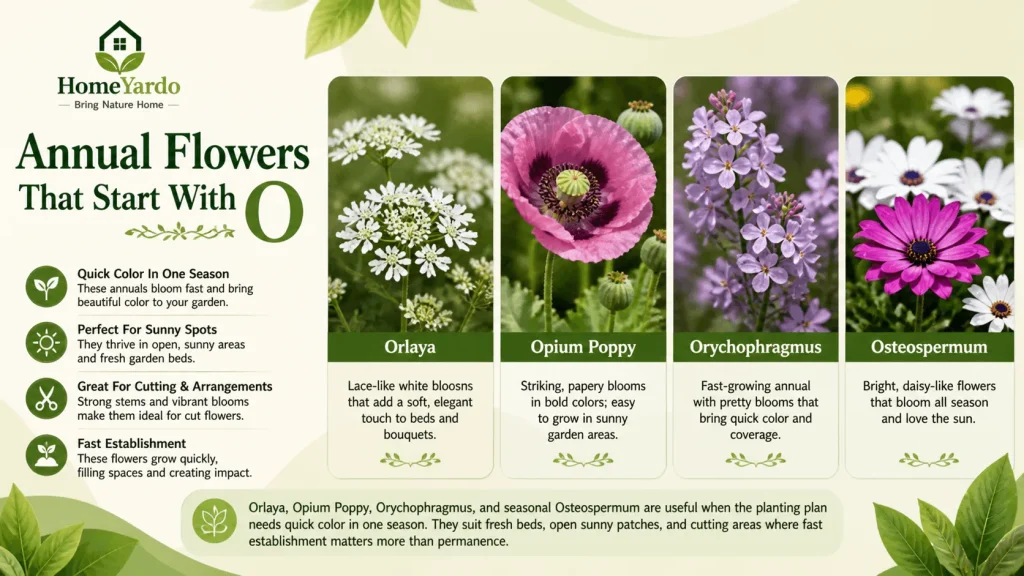 Annual flower that start with O