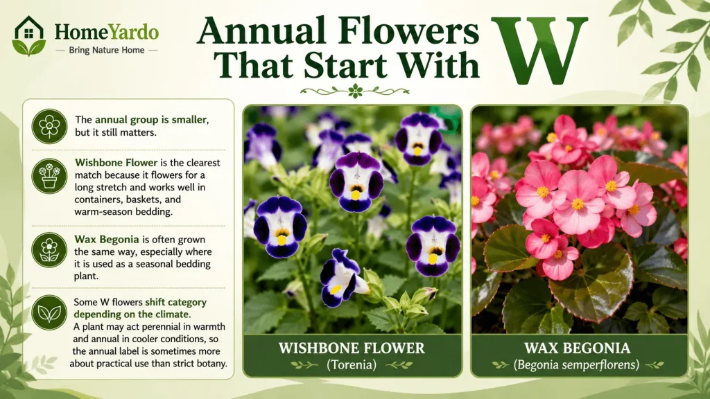 Annual flowers that with W