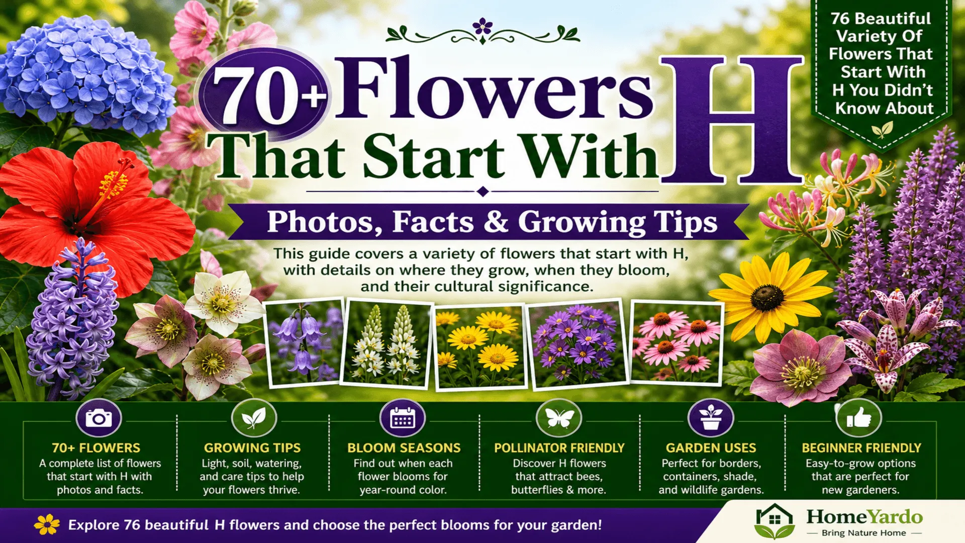 flowers that start with H